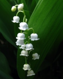 Screenshot №1 pro téma Lily Of The Valley 128x160