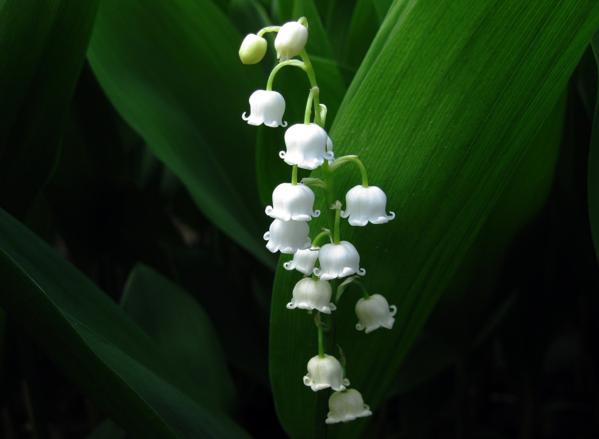 Fondo de pantalla Lily Of The Valley 1920x1408