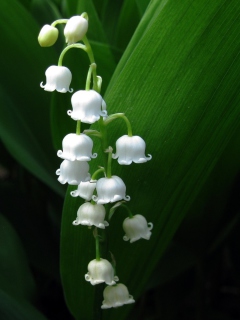 Screenshot №1 pro téma Lily Of The Valley 240x320