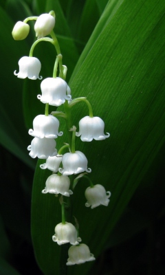 Screenshot №1 pro téma Lily Of The Valley 240x400