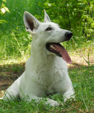 Berger Blanc Dog - Obrázkek zdarma pro Nokia Asha 300
