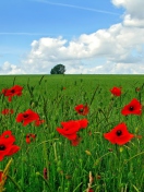 Red Poppies And Green Field screenshot #1 132x176