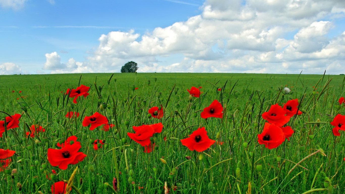 Das Red Poppies And Green Field Wallpaper 1366x768