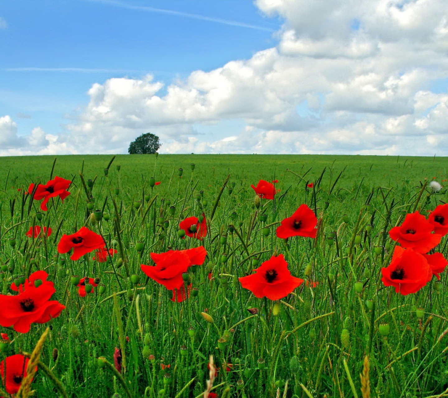Das Red Poppies And Green Field Wallpaper 1440x1280