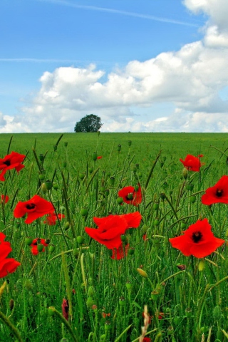Red Poppies And Green Field screenshot #1 320x480