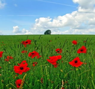 Red Poppies And Green Field - Obrázkek zdarma pro 1024x1024