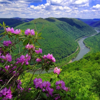 Purple Flowers And Green Hills - Obrázkek zdarma pro 128x128