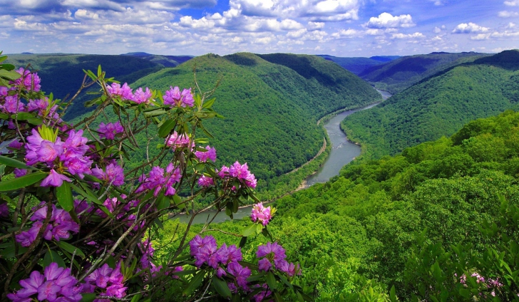 Purple Flowers And Green Hills wallpaper