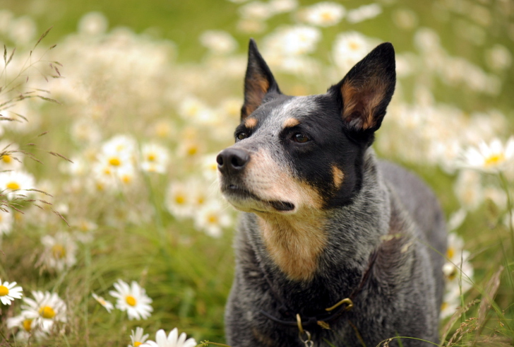 Fondo de pantalla Dog At Daisy Meadow