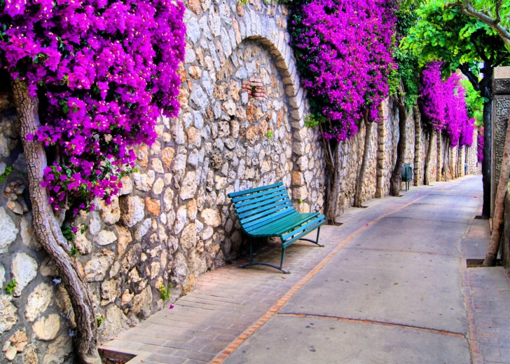 Das Bench And Purple Flowers Wallpaper