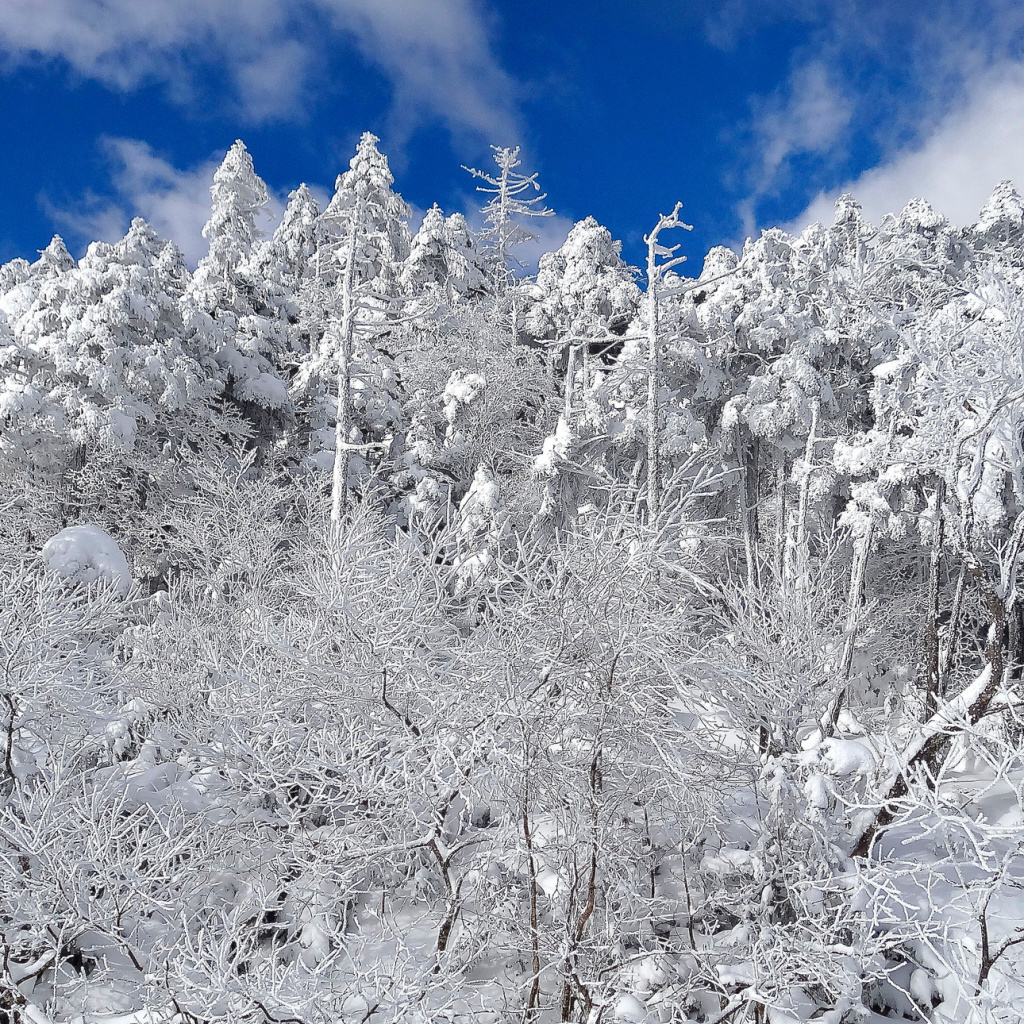 Das Snowy Winter Forest Wallpaper 1024x1024