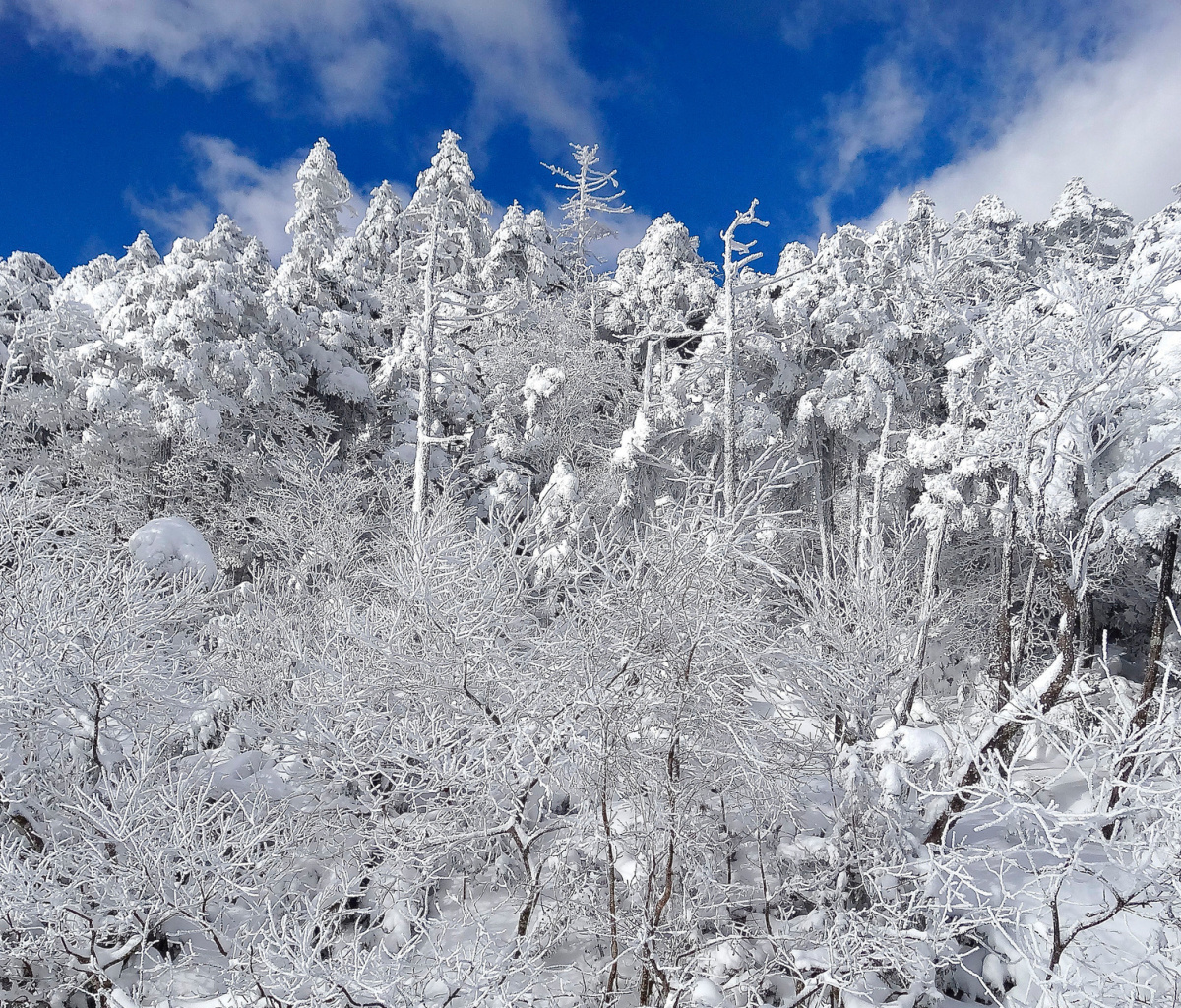 Fondo de pantalla Snowy Winter Forest 1200x1024
