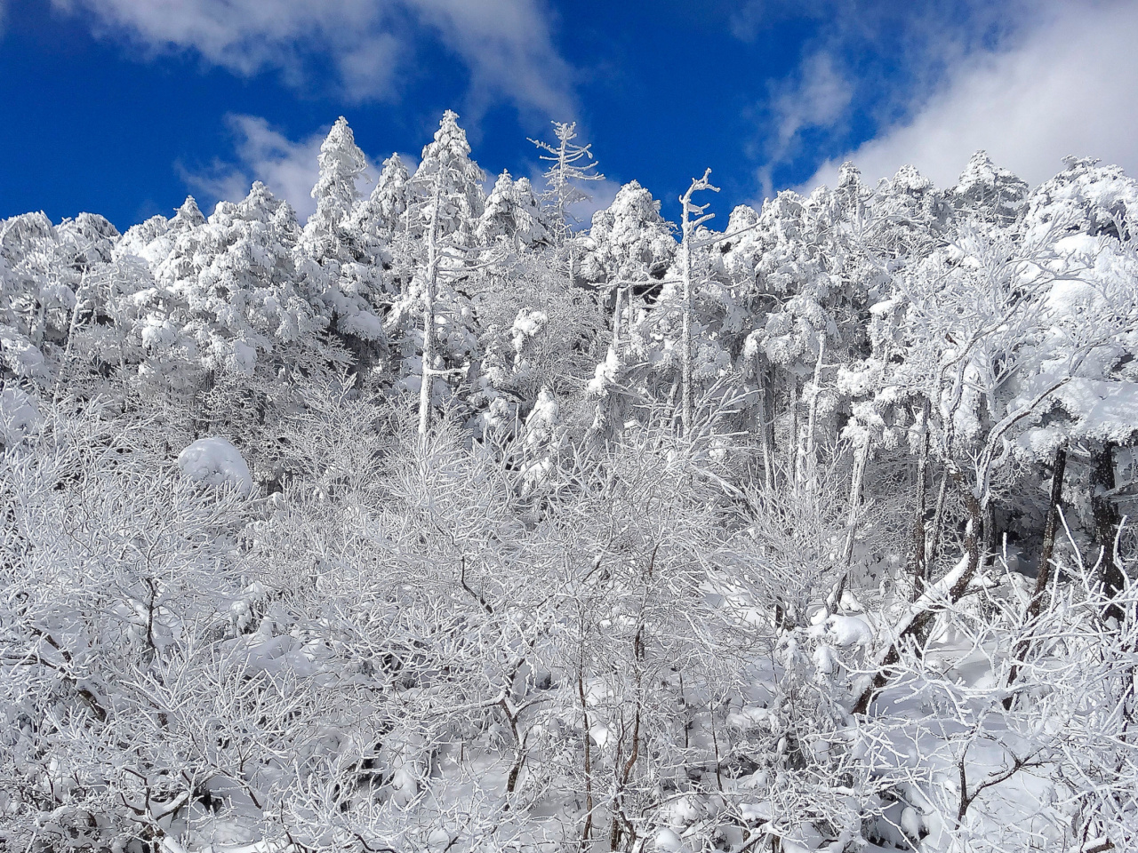 Screenshot №1 pro téma Snowy Winter Forest 1280x960