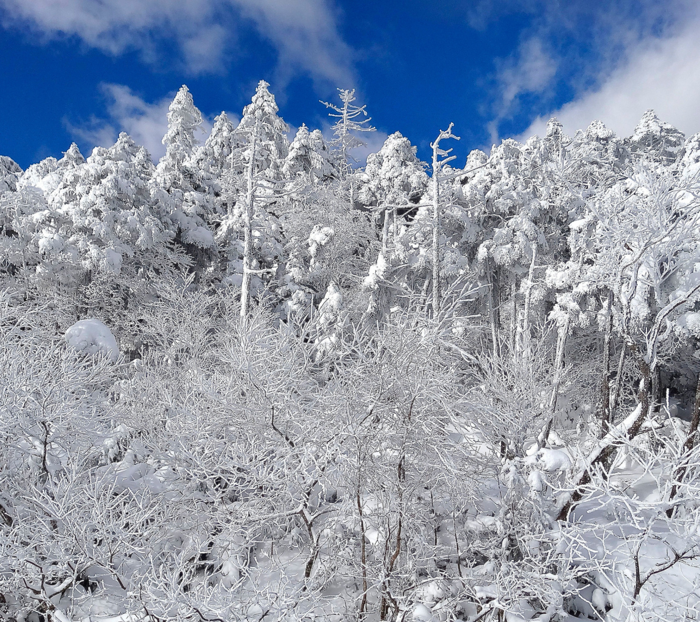Screenshot №1 pro téma Snowy Winter Forest 1440x1280