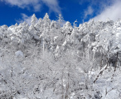 Das Snowy Winter Forest Wallpaper 176x144