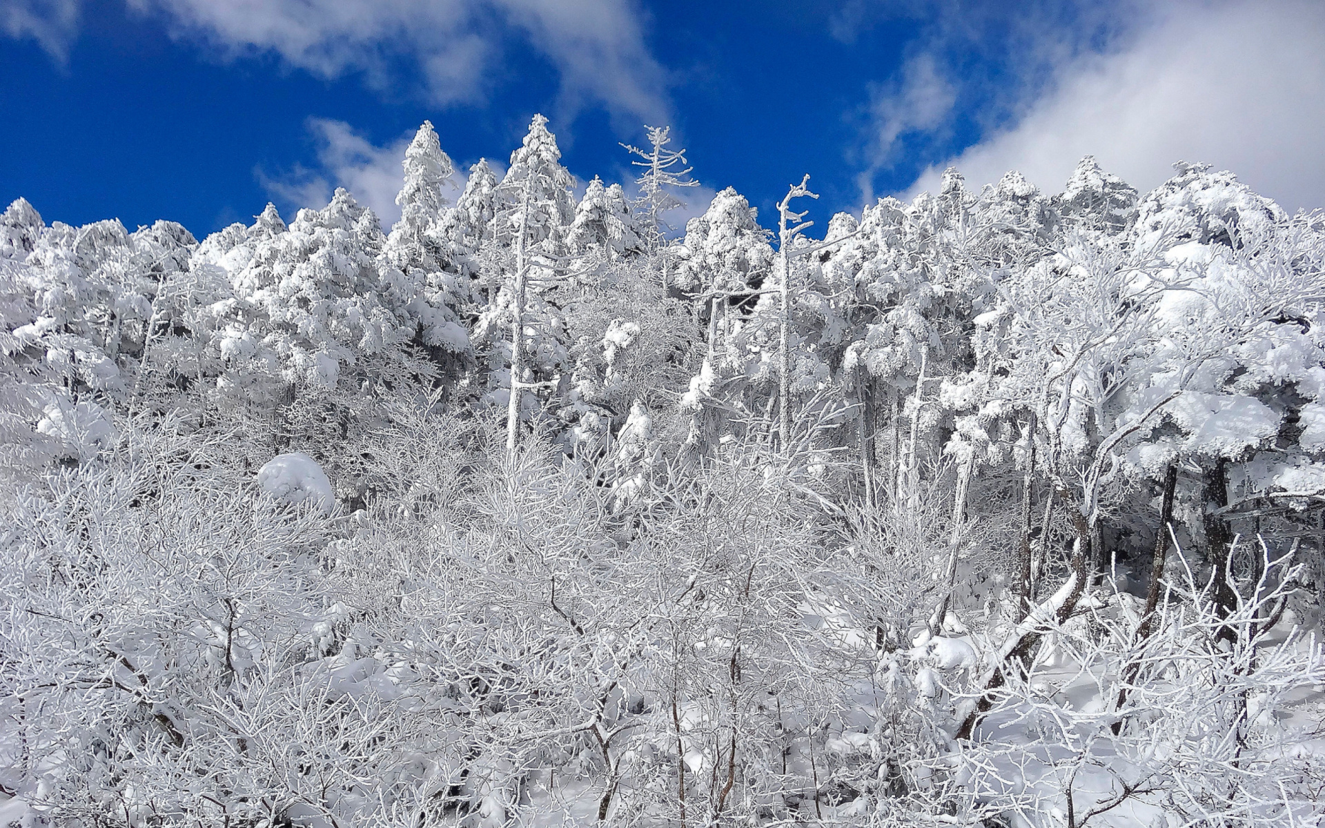 Screenshot №1 pro téma Snowy Winter Forest 1920x1200