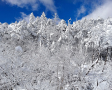 Screenshot №1 pro téma Snowy Winter Forest 220x176
