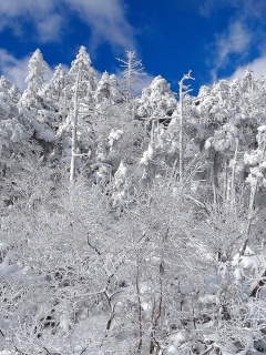 Screenshot №1 pro téma Snowy Winter Forest 240x320