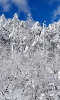 Das Snowy Winter Forest Wallpaper 240x400