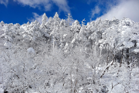 Das Snowy Winter Forest Wallpaper 480x320