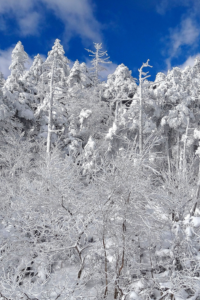 Fondo de pantalla Snowy Winter Forest 640x960