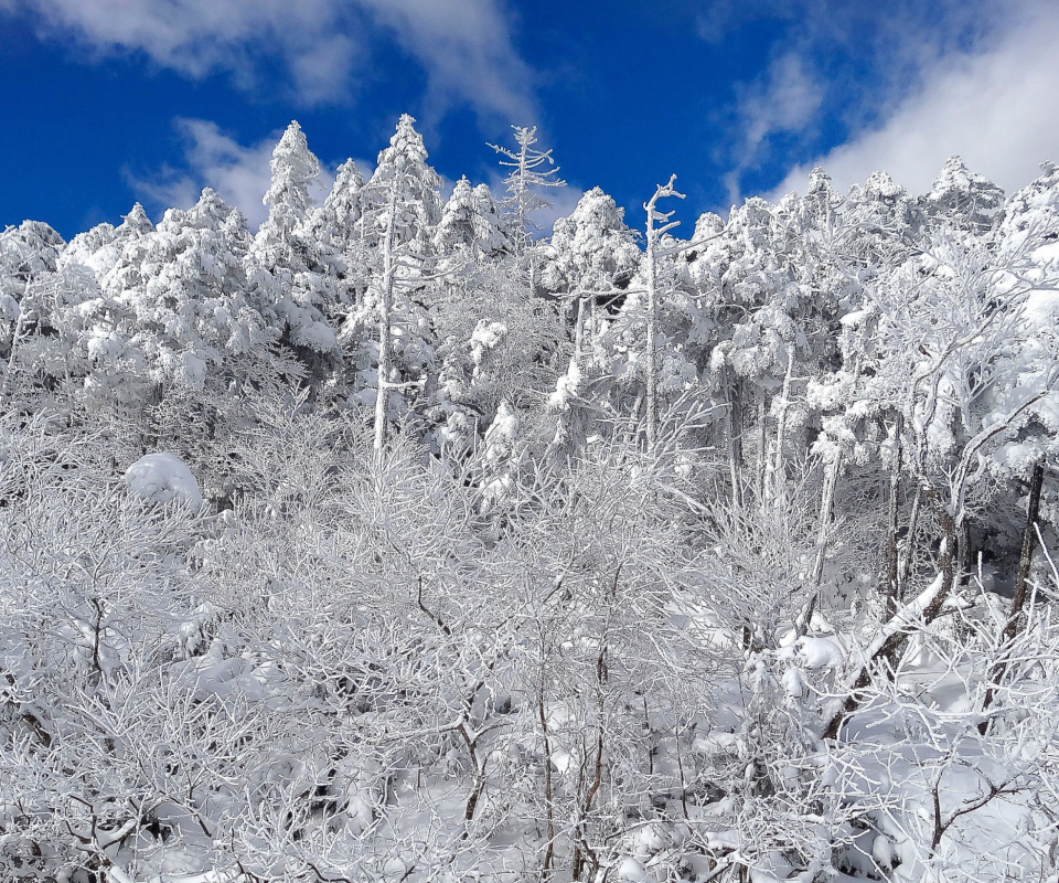 Das Snowy Winter Forest Wallpaper 960x800