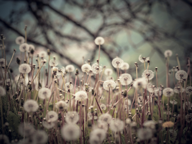 Sfondi Field Of Dandelions 640x480