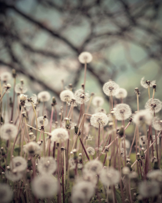 Field Of Dandelions - Obrázkek zdarma pro iPhone 5