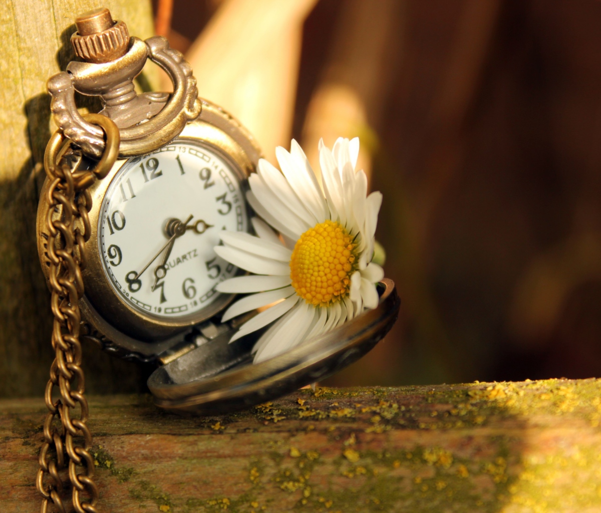Das Vintage Watch And Daisy Wallpaper 1200x1024