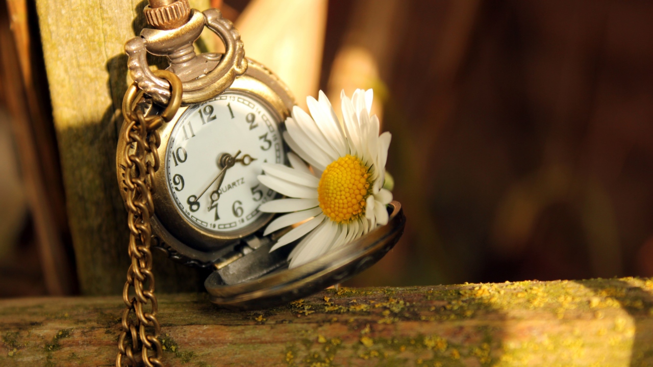 Das Vintage Watch And Daisy Wallpaper 1280x720
