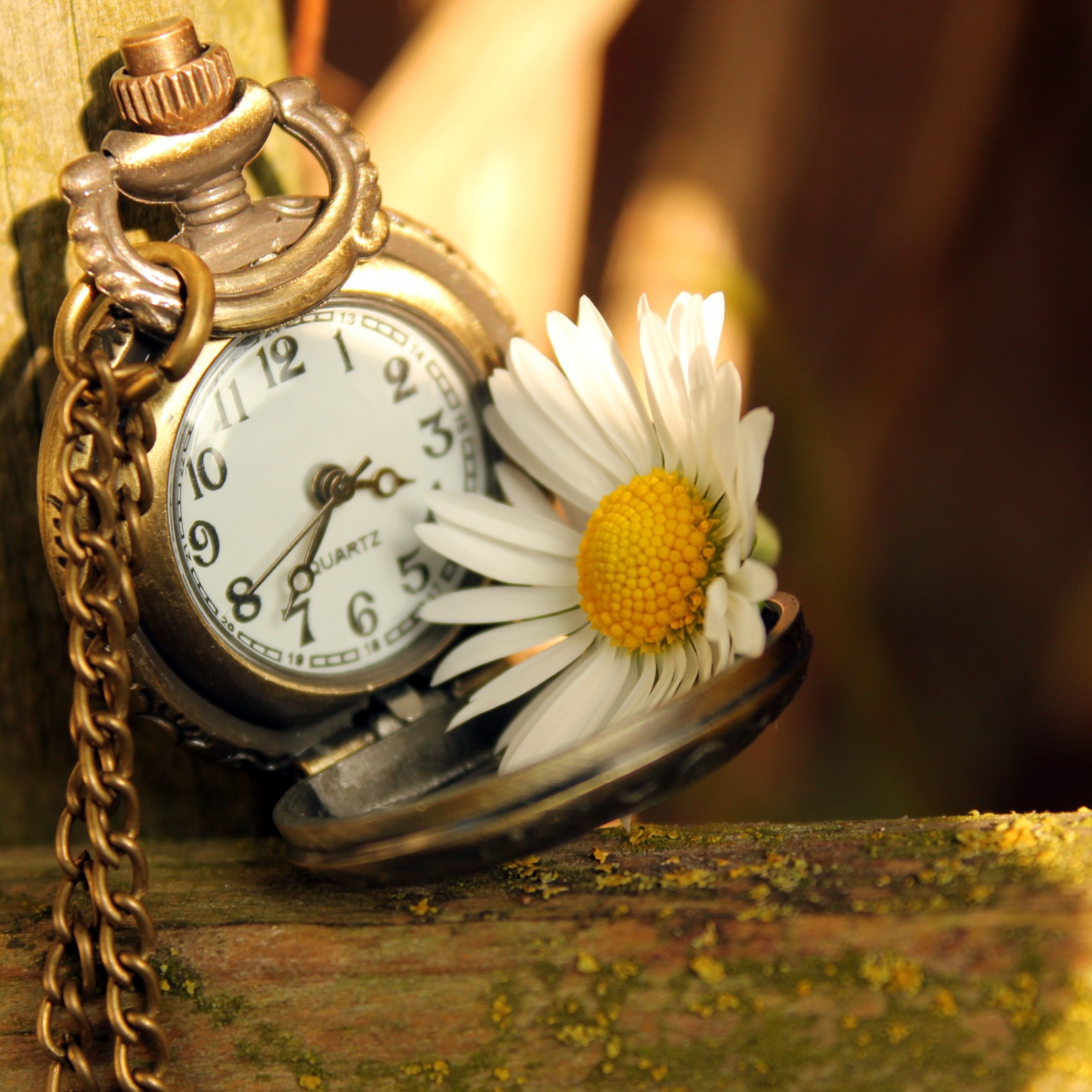 Fondo de pantalla Vintage Watch And Daisy 2048x2048