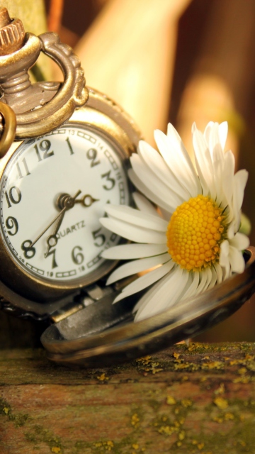 Das Vintage Watch And Daisy Wallpaper 360x640
