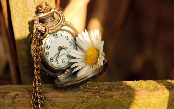 Vintage Watch And Daisy wallpaper