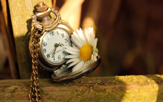 Free Vintage Watch And Daisy Picture for Android, iPhone and iPad