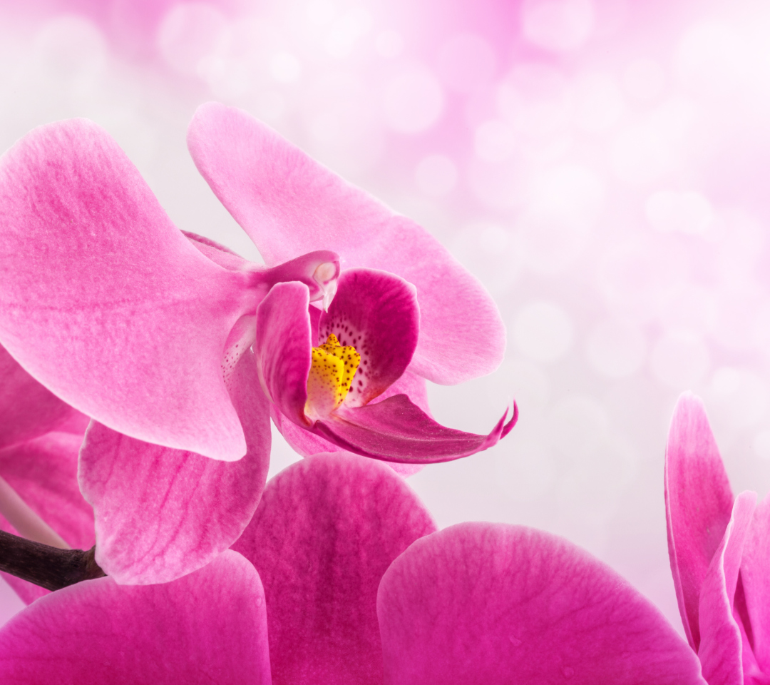 Обои Pink Petals 1080x960