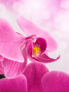 Pink Petals wallpaper 240x320