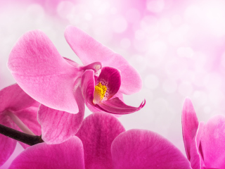 Pink Petals wallpaper 320x240