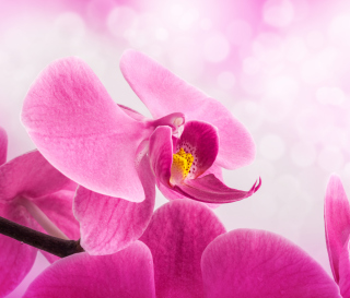 Pink Petals sfondi gratuiti per iPad Air