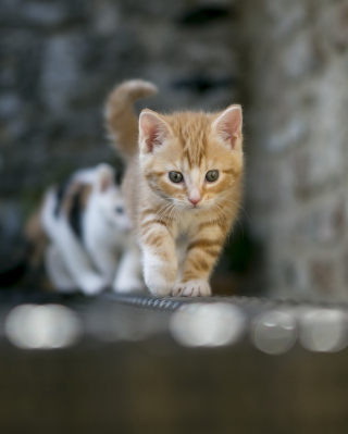 Golden Kitten - Obrázkek zdarma pro iPhone 5S