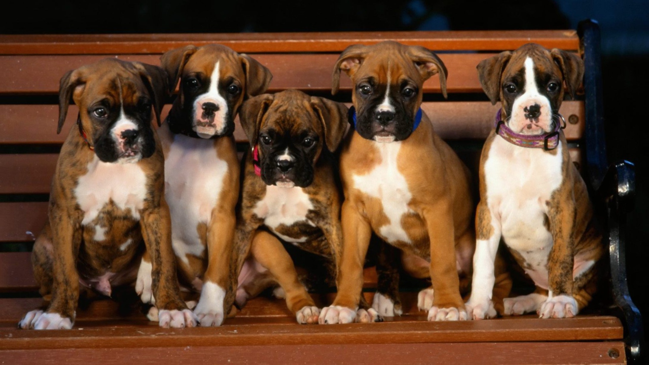 Boxer Dog Puppies screenshot #1 1280x720
