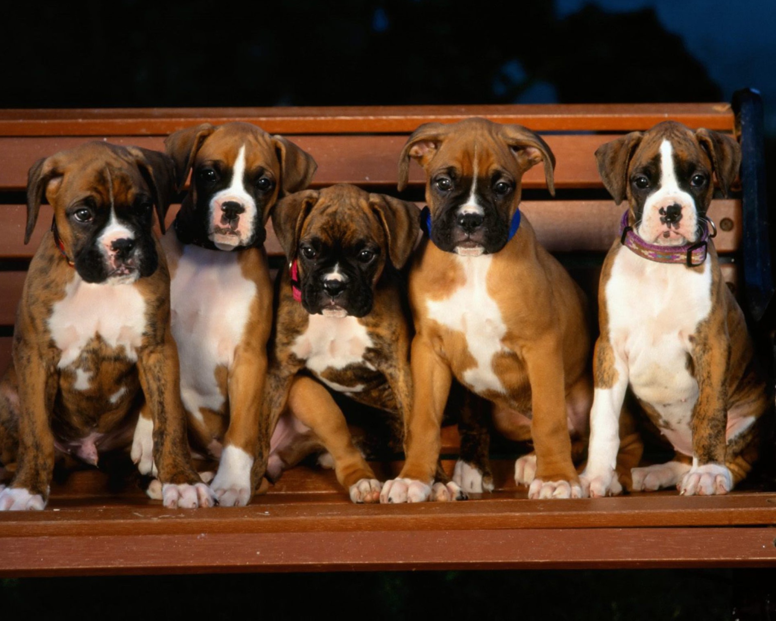Fondo de pantalla Boxer Dog Puppies 1600x1280