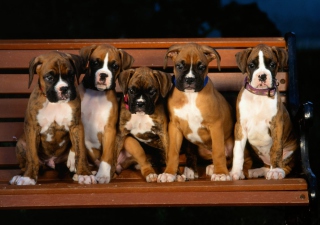 Boxer Dog Puppies - Obrázkek zdarma 