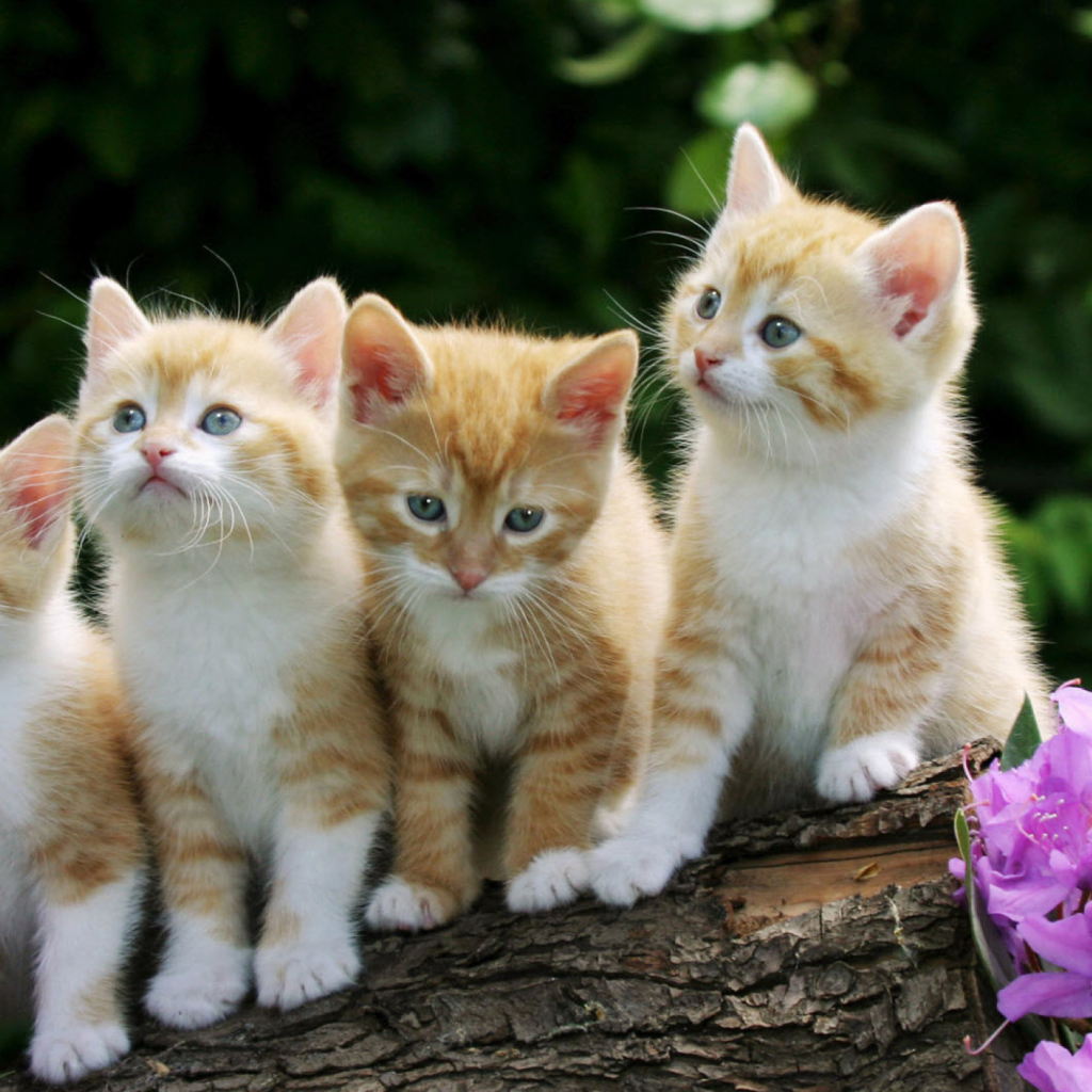 Sfondi Curious Kittens 1024x1024