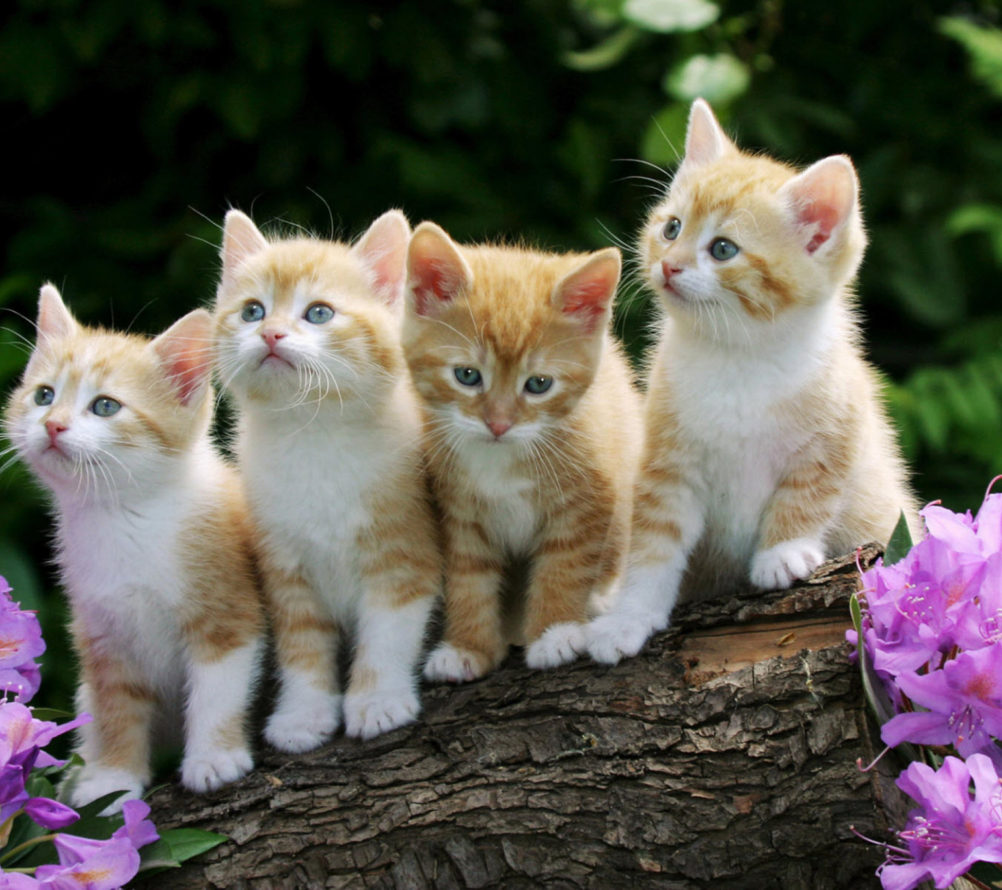 Das Curious Kittens Wallpaper 1440x1280