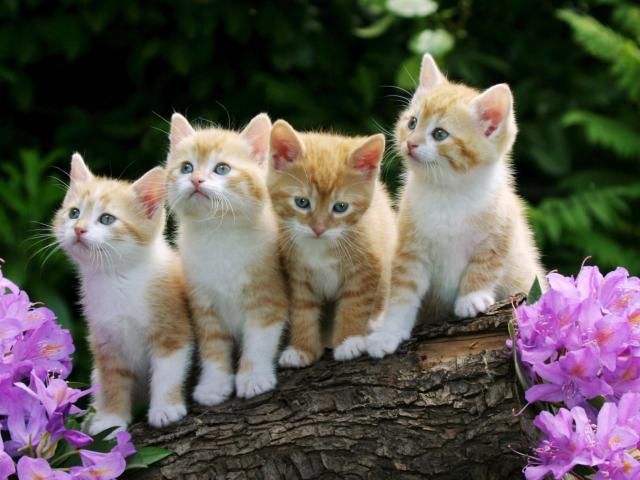 Sfondi Curious Kittens 640x480