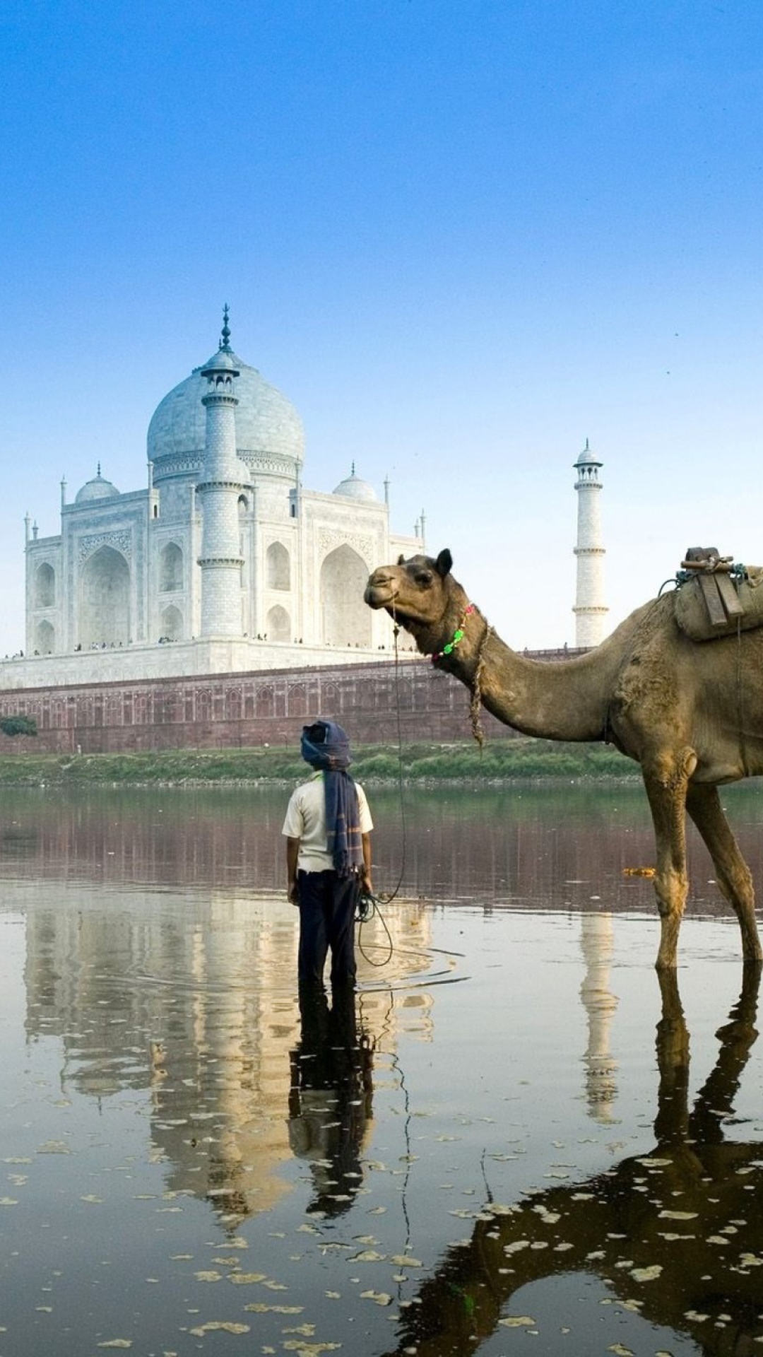 Обои Camel Near Taj Mahal 1080x1920