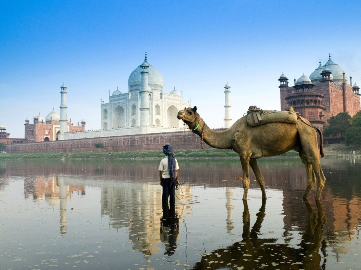 Обои Camel Near Taj Mahal 1152x864