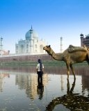 Das Camel Near Taj Mahal Wallpaper 128x160
