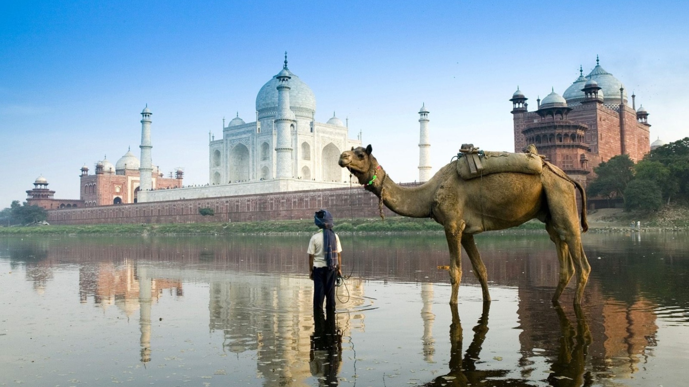 Sfondi Camel Near Taj Mahal 1366x768
