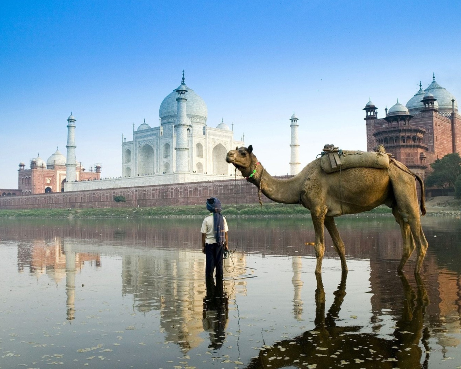 Fondo de pantalla Camel Near Taj Mahal 1600x1280